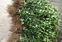 大田地栽油茶�?w��i)苗赯���及(qi��ng)装车发�? />
										</div>
										<div   id=